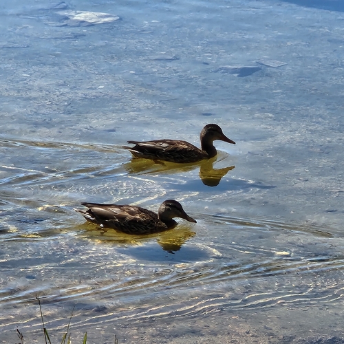 iNaturalist observation photo of Mallard
