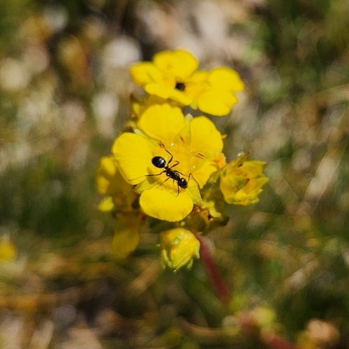 iNaturalist observation photo of Ants