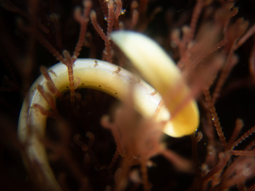 Polyophthalmus pictus observed 2026-08-11