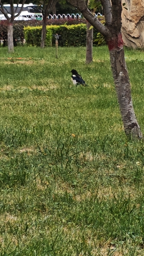Oriental Magpie