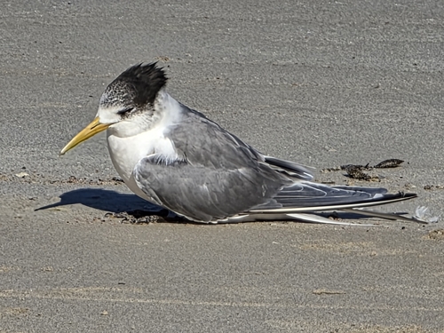Great Crested Tern