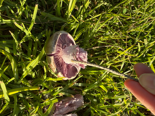 Blewit