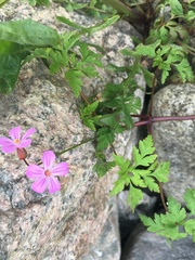 Geranium robertianum