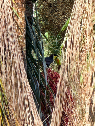 Keel-billed Toucan