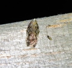 Acleris cristana