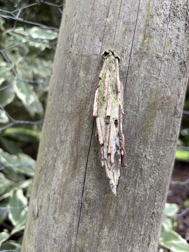 Saunder's Case Moth