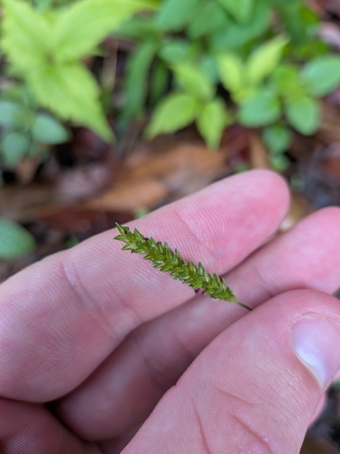 Sacciolepis indica, photograph 2