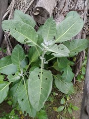 Nicotiana rustica
