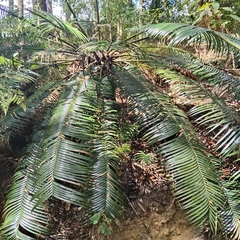 Lepidozamia peroffskyana