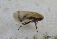 Lepyronia coleoptrata