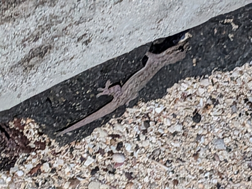 Hemidactylus frenatus observed 2026-08-16