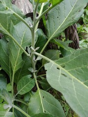 Nicotiana rustica