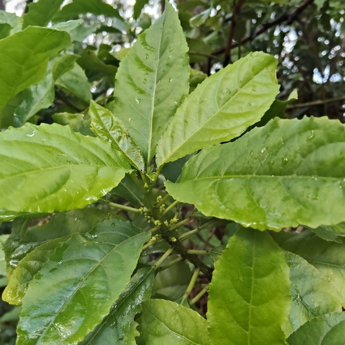 Claoxylon australe, photograph 3