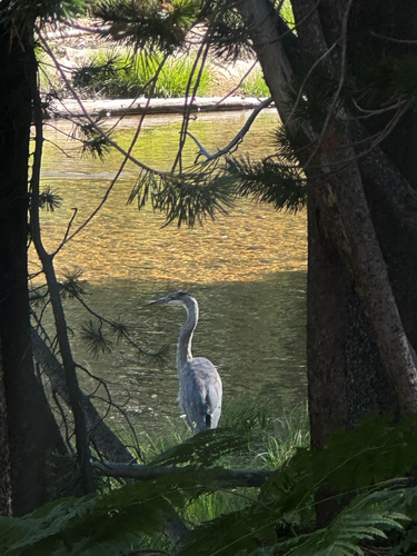 iNaturalist observation photo of Great Blue Heron