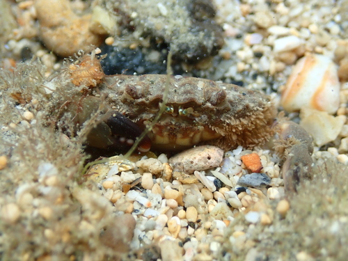 Leptodius sanguineus observed 2026-08-17