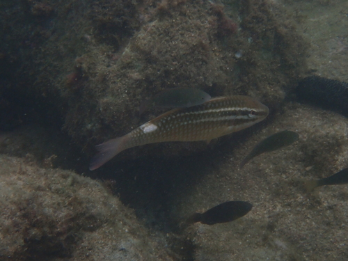 Parupeneus ciliatus observed 2026-08-17