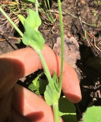 Trifolium reflexum