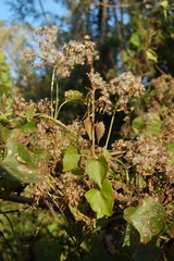 Mikania periplocifolia