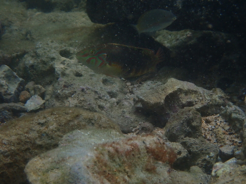Halichoeres miniatus observed 2026-08-17