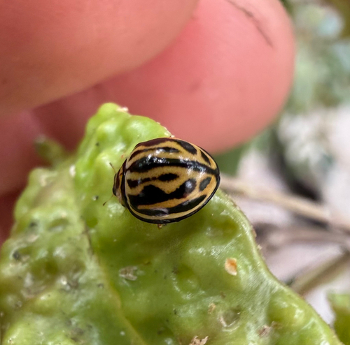 Phrynocaria gratiosa observed 2026-08-17