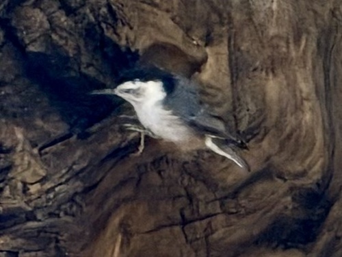 iNaturalist observation photo of White-breasted Nuthatch