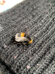 Bombus
