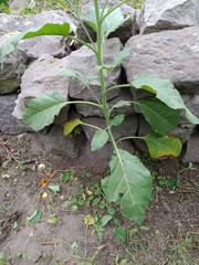 Nicotiana rustica