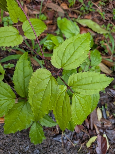 Clematis dioica, photograph 2