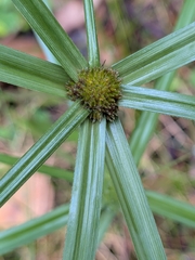 Cyperus aromaticus