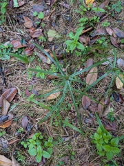 Cyperus aromaticus, photograph (c) Guillaume Delaitre, some rights reserved (CC BY)