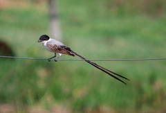 Tyrannus savana monachus