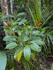 Palicourea croceoides, photograph (c) Guillaume Delaitre, some rights reserved (CC BY)