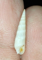 Terebridae