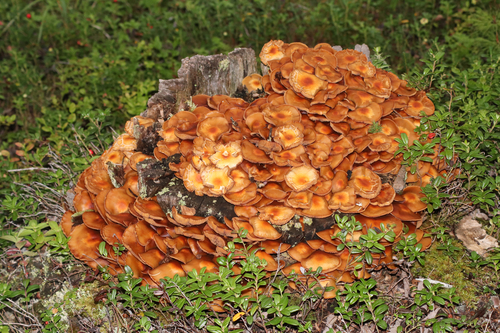 Sheathed Woodtuft