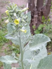 Nicotiana rustica
