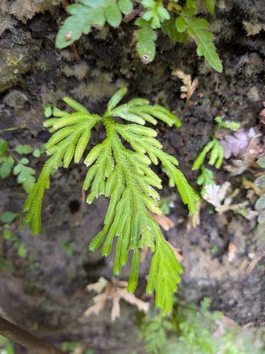 Selaginella flabellata, photograph 3