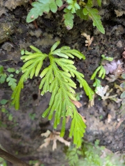 Selaginella flabellata, photograph (c) Guillaume Delaitre, some rights reserved (CC BY)