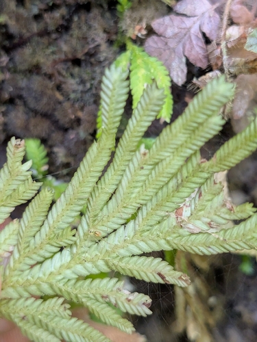 Selaginella flabellata, photograph 4