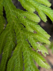 Selaginella flabellata, photograph (c) Guillaume Delaitre, some rights reserved (CC BY)