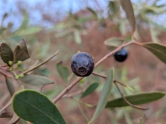 Santalum lanceolatum, photograph (c) Hugo Innes, some rights reserved (CC BY)