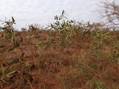 Santalum lanceolatum, photograph (c) Hugo Innes, some rights reserved (CC BY)