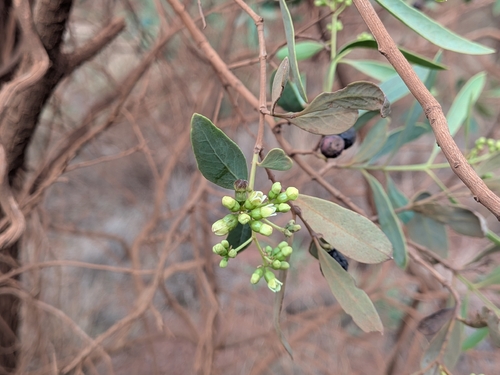 Santalum lanceolatum, photograph 5