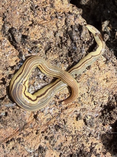 Hogg's flatworm