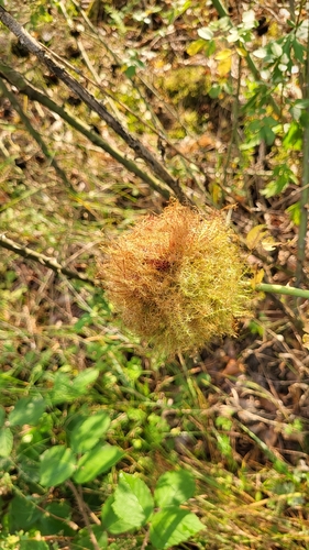 Mossy Rose Gall Wasp