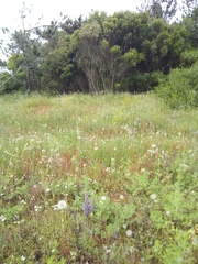 Phelipanche arenaria