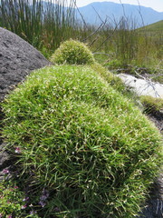 Ehrharta setacea disticha