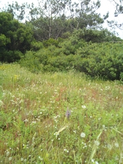 Phelipanche arenaria