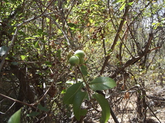 Sideroxylon occidentale
