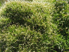 Ehrharta setacea disticha