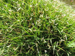 Ehrharta setacea disticha